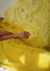 Basant Kota Saree